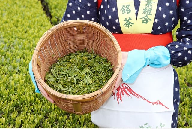 茶葉と女性